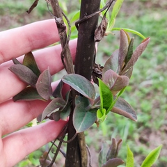 Lonicera caprifolium