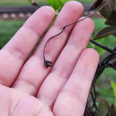 Lonicera caprifolium