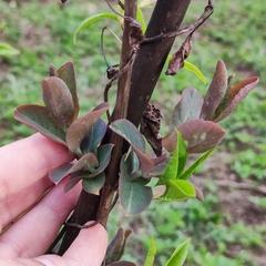 Lonicera caprifolium