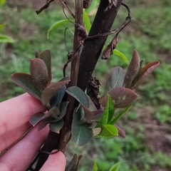 Lonicera caprifolium