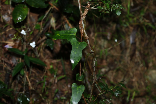 Image of Parsonsia longipetiolata by (c) Greg Tasney, some rights reserved (CC BY-SA)