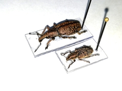 Trichalophus boeberi