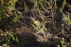 Osteospermum spinosum