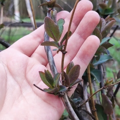 Lonicera caprifolium
