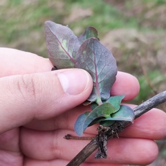 Lonicera caprifolium