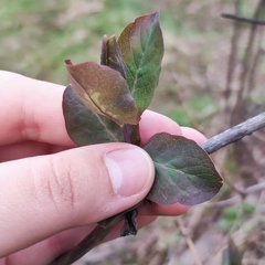 Lonicera caprifolium
