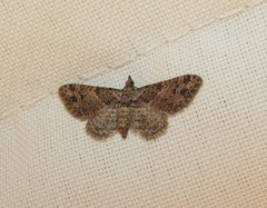 Gymnoscelis rufifasciata