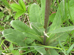 Tephroseris kirilowii