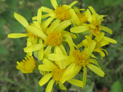 Tephroseris kirilowii