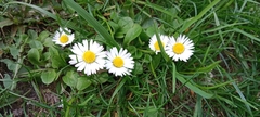 Bellis perennis