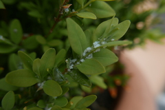 Psylla buxi