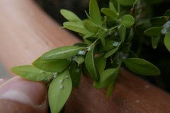 Psylla buxi