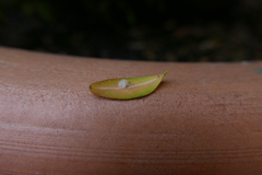 Psylla buxi