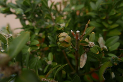 Psylla buxi