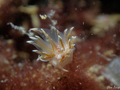 Amphorina linensis