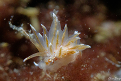Amphorina linensis