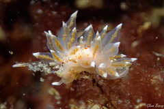 Amphorina linensis
