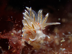 Amphorina linensis