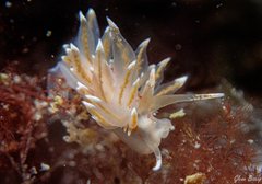 Amphorina linensis