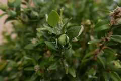 Psylla buxi
