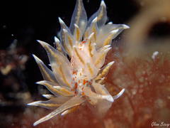 Amphorina linensis