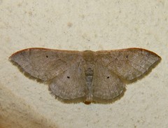 Idaea degeneraria