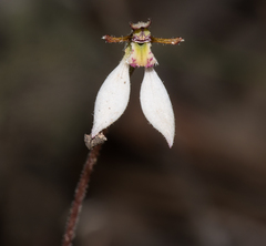 Eriochilus collinus collinus