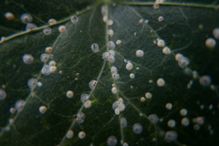 Aspidiotus hedericola