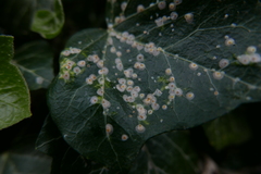 Aspidiotus hedericola