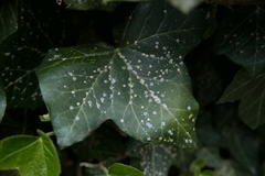 Aspidiotus hedericola