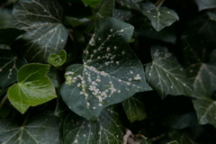Aspidiotus hedericola