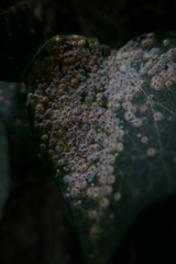 Aspidiotus hedericola