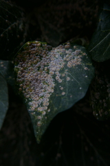 Aspidiotus hedericola