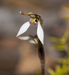 Eriochilus collinus collinus