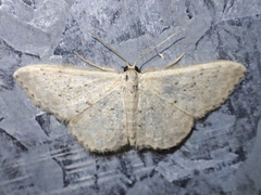 Idaea philocosma