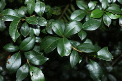 Acronychia pauciflora