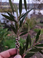 Melaleuca williamsii