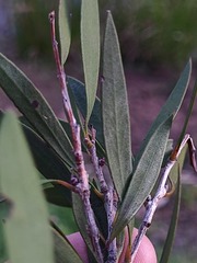 Melaleuca williamsii