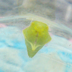 Graphium doson axion