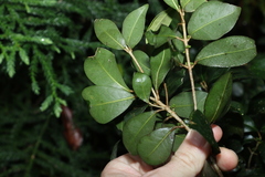 Acronychia pauciflora