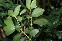 Acronychia pauciflora