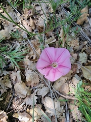 Convolvulus cantabrica