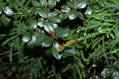 Acronychia pauciflora