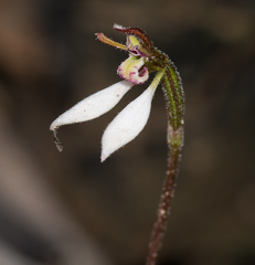 Eriochilus collinus collinus