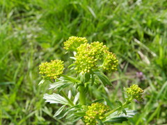 Barbarea vulgaris