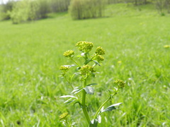 Barbarea vulgaris