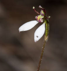 Eriochilus collinus collinus