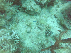 Phyllidiopsis sinaiensis
