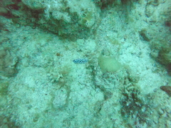 Phyllidiopsis sinaiensis