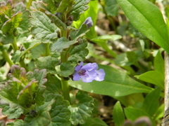 Glechoma hederacea